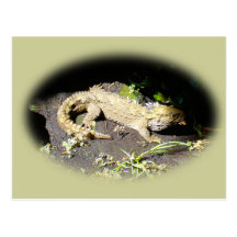 Tuatara - Dinosaur's Only Living Relative Post Card