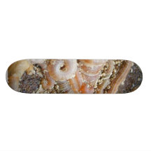 Tube Worm Shells Ocean Skateboard Deck