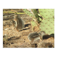 Tucson Desert Squirrels Postcard