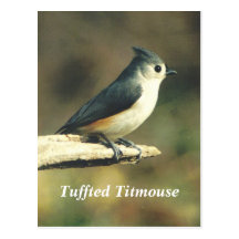 Tuffted Titmouse Postcards