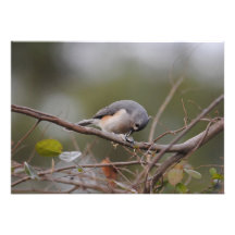 Tufted Titmouse Eating a Seed Invitations