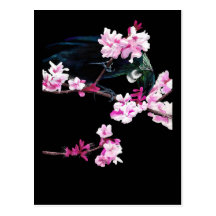 Tui Feeding on Cherry Blossoms Post Cards
