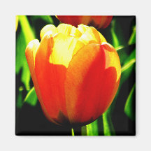 Tulip Art Fridge Magnets