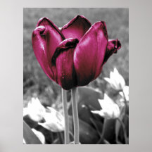 Tulip Art Posters