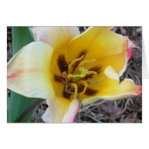 Tulip before the slugs greeting cards