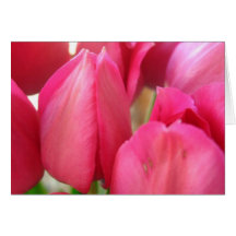 Tulip Bulbs Greeting Cards