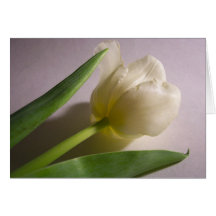 Tulip Cards