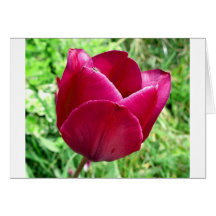 Tulip Cards