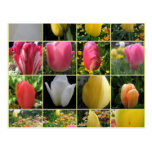 Tulip Collage Spring Postcard