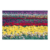 Tulip display garden in Skagit county, Photographic Print