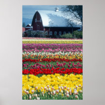 Tulip display garden, Skagit county, Print