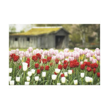 Tulip Dreams Gallery Wrapped Canvas