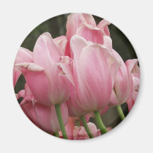 Tulip Festivals Magnet