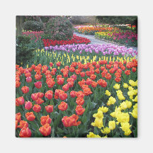 Tulip Gardens Fridge Magnet