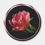 Tulip In Spring Double Bloom Photo Magnet magnets
