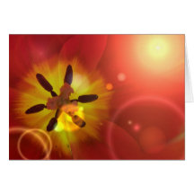 Tulip in Sunlight Greeting Card