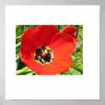 Tulip Poster