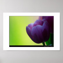 Tulip Print