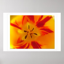 Tulip Print