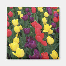 Tulip Rainbow Refrigerator Magnets