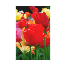Tulip Rainbow Stretched Canvas Print