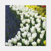 Tulip Rainbow Wave Magnets