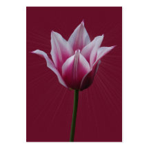 Tulip w/sunburst ~ ATC Business Cards