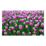Tulips 14 Print Art Photo