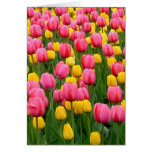Tulips 1 Easter Card