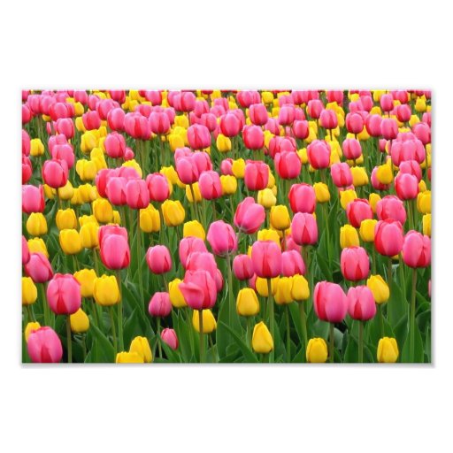 Tulips 1 Print Photograph