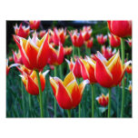 Tulips 3 Print Photo Print