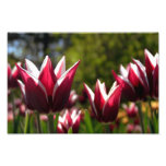 Tulips 7 Photo Print