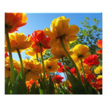 Tulips 8 Photo Print