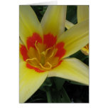 Tulips Cards