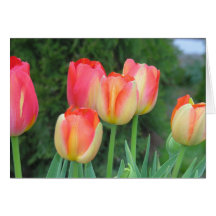 Tulips Greeting Card