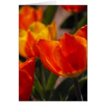 Tulips In Sunlight Greeting Cards