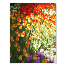 Tulips Photograph