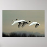 Tundra Swans Poster