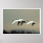 Tundra Swans Print