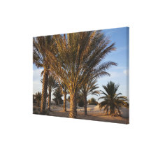 Tunisia, Sahara Desert, Douz, Great Dune, palm Stretched Canvas Print
