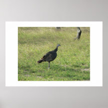 Turkey. Posters