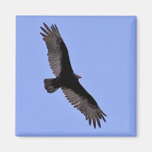 Turkey Vulture Magnet