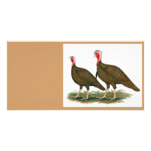 Turkeys:  Chocolate Photo Cards