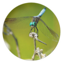 Turquoise Dragonfly Dinner Plate