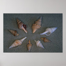 Turrids Shell Posters