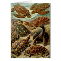 Turtle (Chelonia) by Haeckel Card