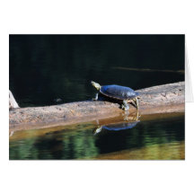 Turtle Greeting Cards