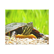 Turtle Look Stretched Canvas Print