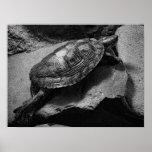 TURTLE PRINT
