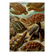 Turtles and Tortoises Greeting Card